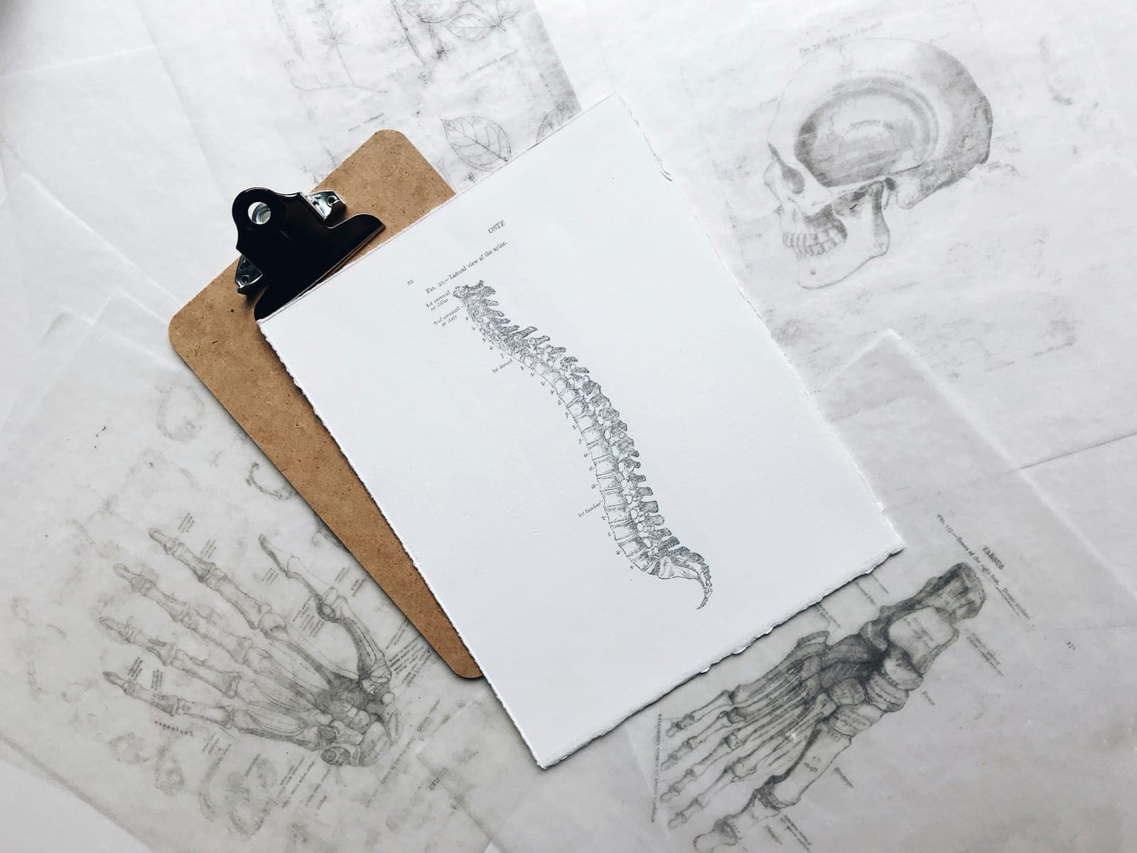 Anatomy sketches and spine reference drawings for a plain-English guide to muscle knots and trigger points